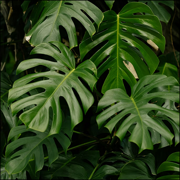 leaves rustling Unsplash. https://unsplash.com/photos/a-close-up-of-a-large-green-leafy-plant-2pTYBhn6U3s
.<br><audio controls src='audio/leavesrustling12.mp3'></audio>